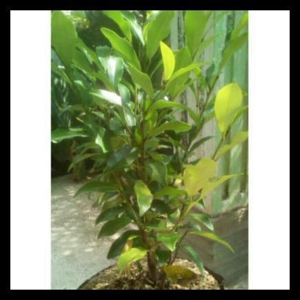 Promo / Tanaman Cempaka Mulya Ungu ( Magnolia Figo Purple )