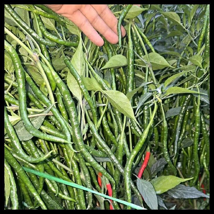 Promo / 10Gr Bibit Cabe Lokal Ateng Siboras Berkualitas Tinggi Dan Tahan Penyakit