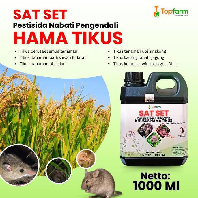 HARIWIJAYA_GONDANG - OBAT PENGUSIR TIKUS SAWAH / OBAT TIKUS UNTUK DI SAWAH / OBAT TIKUS PALING AMPUH