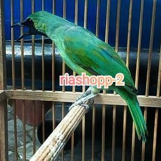 burung cucak ijo banyuwangi asli suara bebeciu mewah