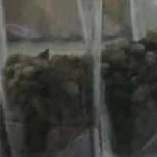 Satu Kantong Biji Ketapang Kencana - Biji Pohon Ketapang Kencana