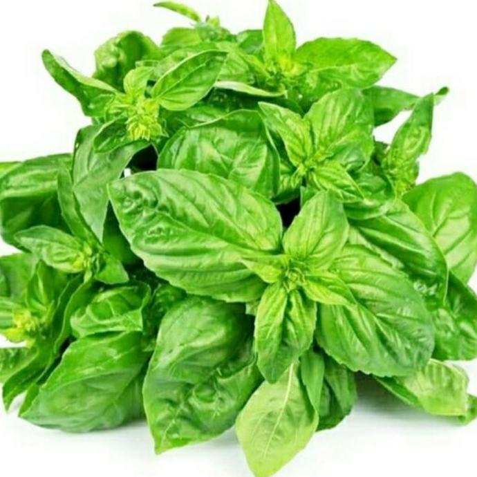 Verdura- Daun Basil Fresh