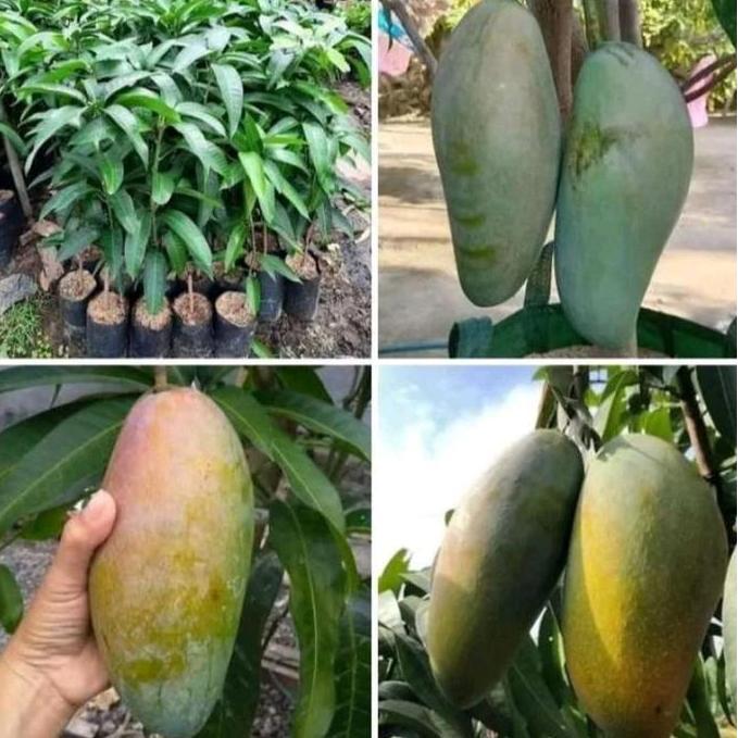 Bibit Tanaman Buah Mangga Kiojay Thailand Tabulampot Okulasi // Tanaman Bibit mangga kiojay jumbo bi