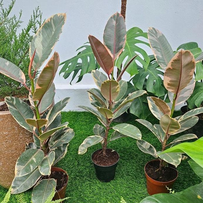 Ficus Elastica Tineke Ruby / Karet Kebo Variegata Ruby