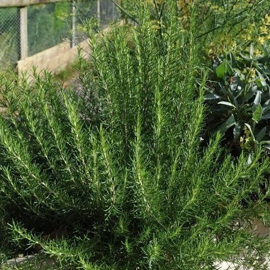 tanaman herbal Rosemary ukuran besar