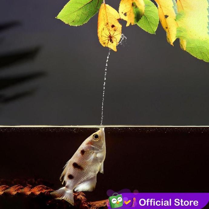 Archer Fish / Sumpit / Ikan Pemanah SS