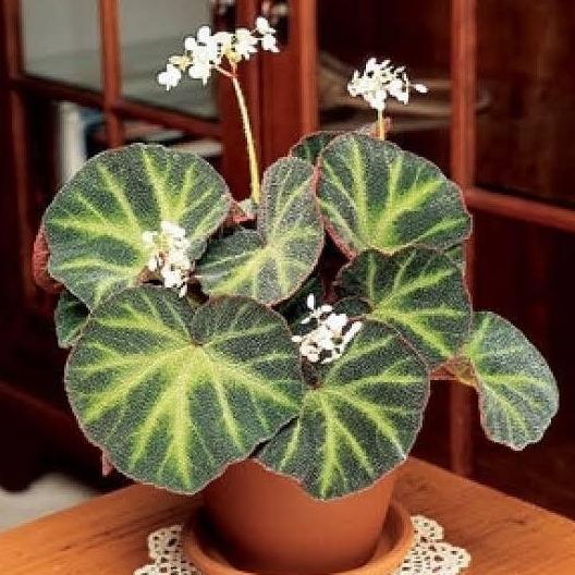 tanaman hias begonia karpet
