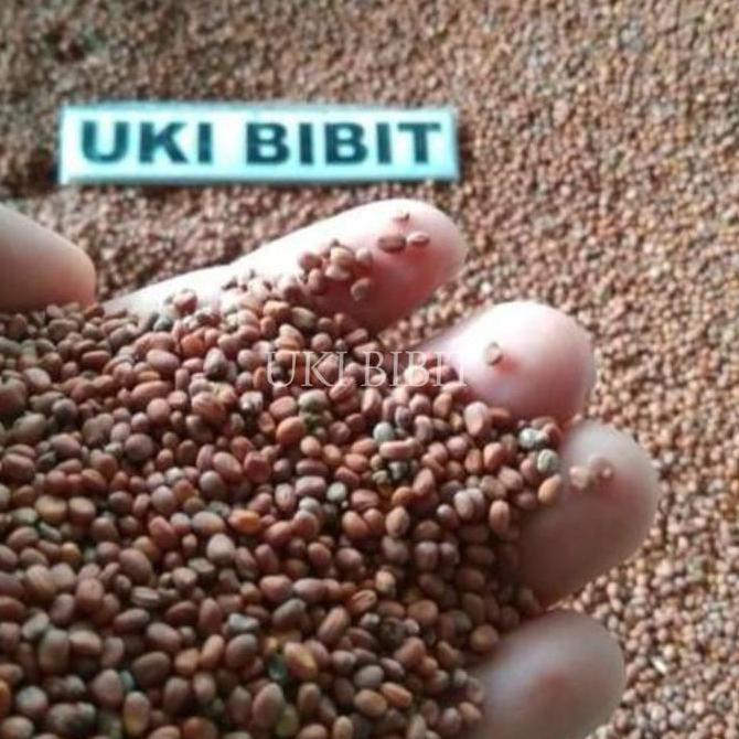 ( 100 Gram ) Benih Biji Lobak Hijau Microgreens | Radish Microgreens | Lobak Daun Lalap