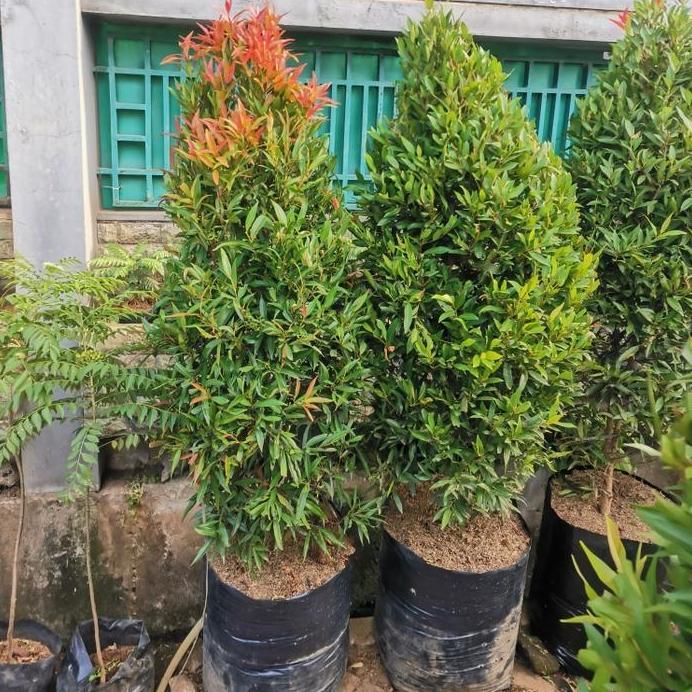 tanaman pucuk merah rimbun, tinggi 1,5 sampai 2meter