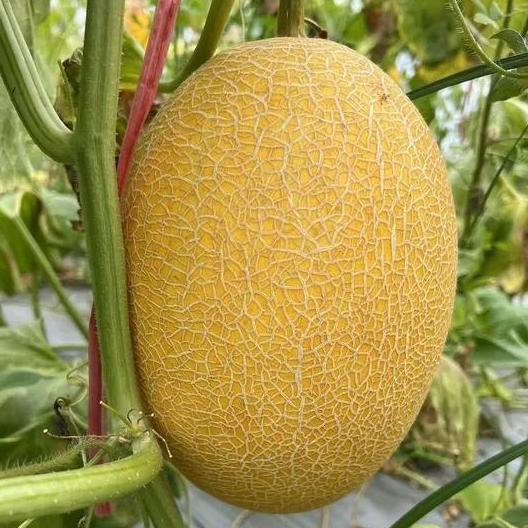 Kemasan Premium (-+50 Butir) Biji Benih Buah Melon Hami Kuning Madu Manis | Hami Golden Impor