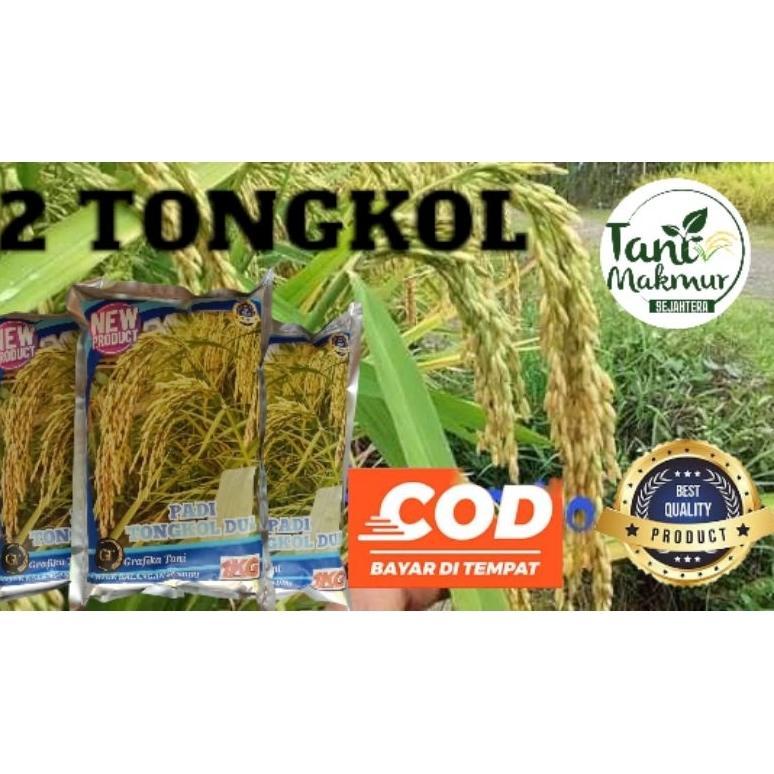 Ready padi unggul 2 tongkol/tongkol 2/ dua tongkol/tongkol 2 super jumbo kemasan 1kg