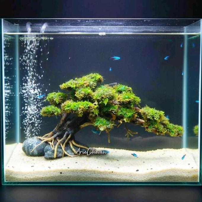 pohon bonsai angker doyong aquarium aquascape moss Asli