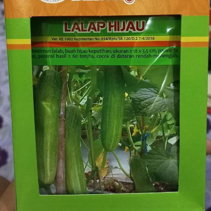 Benih Timun LALAP HIJAU 20 Gram Bintang Asia