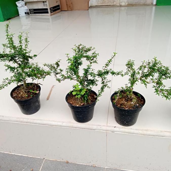 tanaman bonsay mini | tanaman serut | tanaman bonsai
