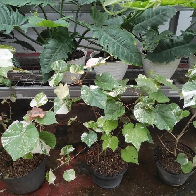 Waru Variegata / Tanaman Waru Variegata