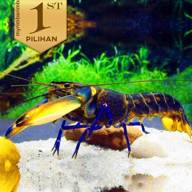 Lobster BIru Indukan Air Tawar Hiasan Aquarium Ikan Hias Aquascape