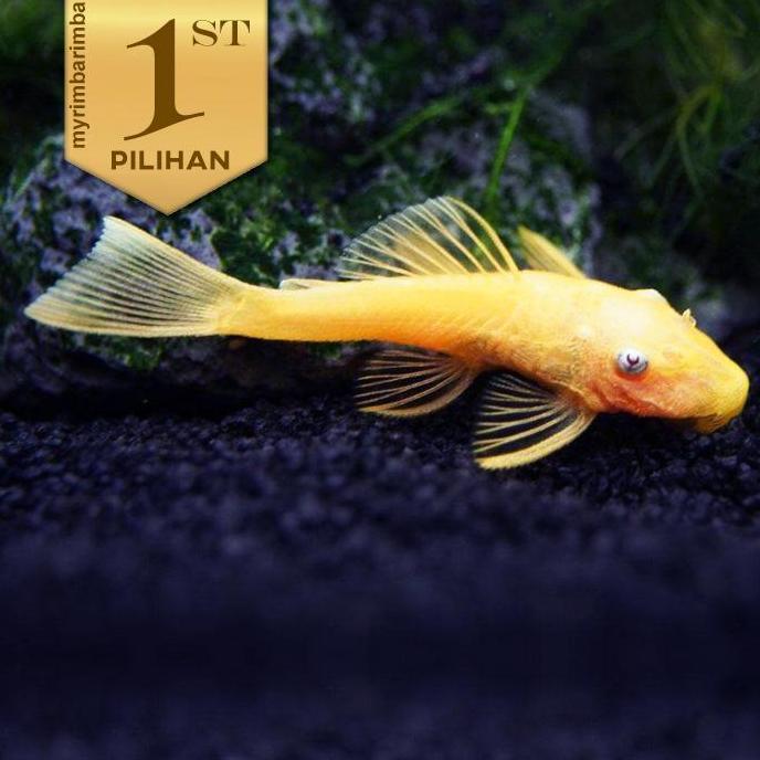 Pleco Albino Ikan Hias Aquarium Aquascape Hiasan Tanaman Air Sapu Sapu