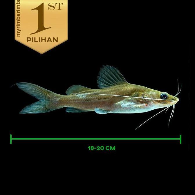 Mystus Nigriceps Jumbo 20cm Catfish Ikan Hias Predator HIasan Aquarium