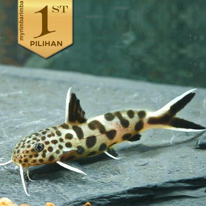 Petricola Totol Ikan Hias Aquascape Hiasan Aquarium Tanaman Air Tawar