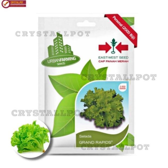 Giardino- Benih Bibit Selada Grand Rapids Cap Panah Merah - Selada Grand Rapids