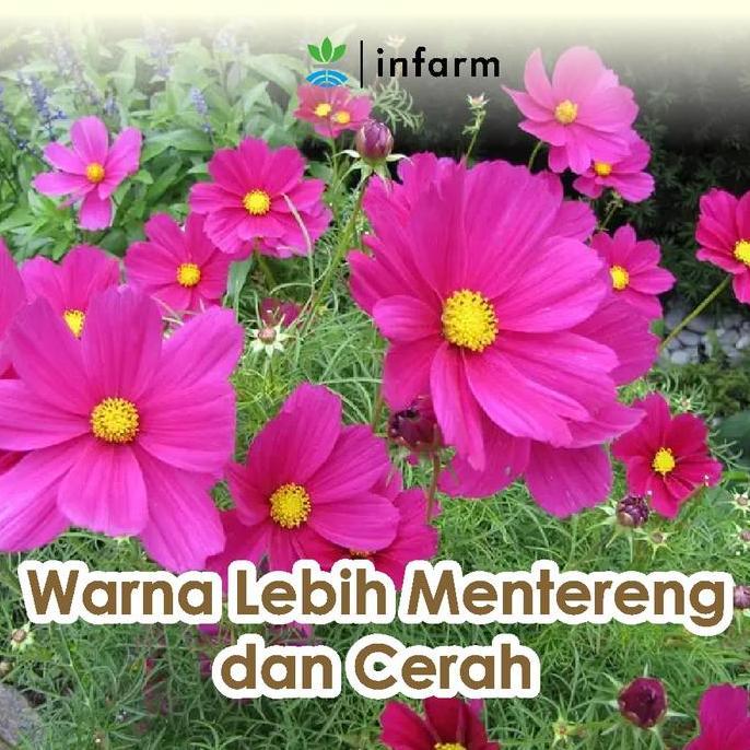 Giardino- Infarm - Pupuk Organik Cair Tanaman Bunga 100 Ml Poc Kompos Melebatkan Bunga Pupuk Infarm 