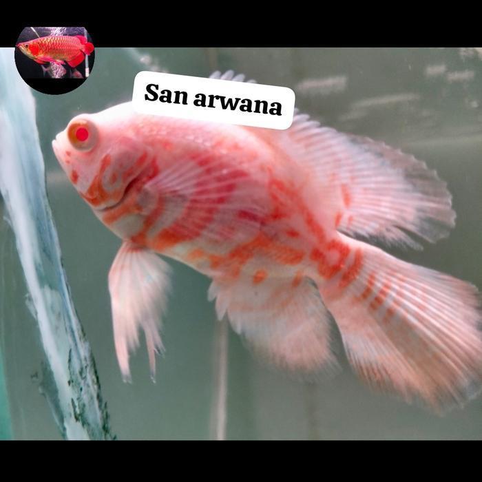 Ikan Oscar tiger albino short body slayer oscar sb coin slayer Oscar sb tankmate unik