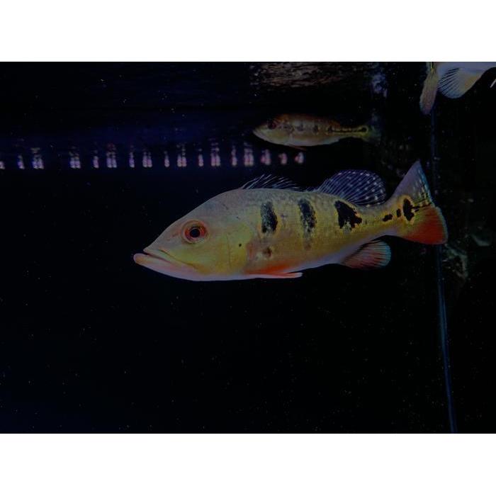 Hiasan Aquarium pbass broco /Brocopondo pure