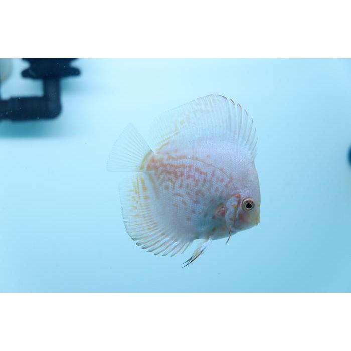 Ikan Discus White Butterfly