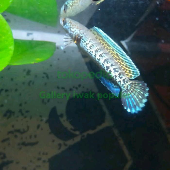 chana auranti maculata