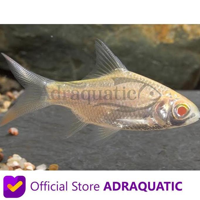 Fisch- Ikan Hias Kapiat Albino Kaviat Kafiat Tinfoil Barb Air Tawar
