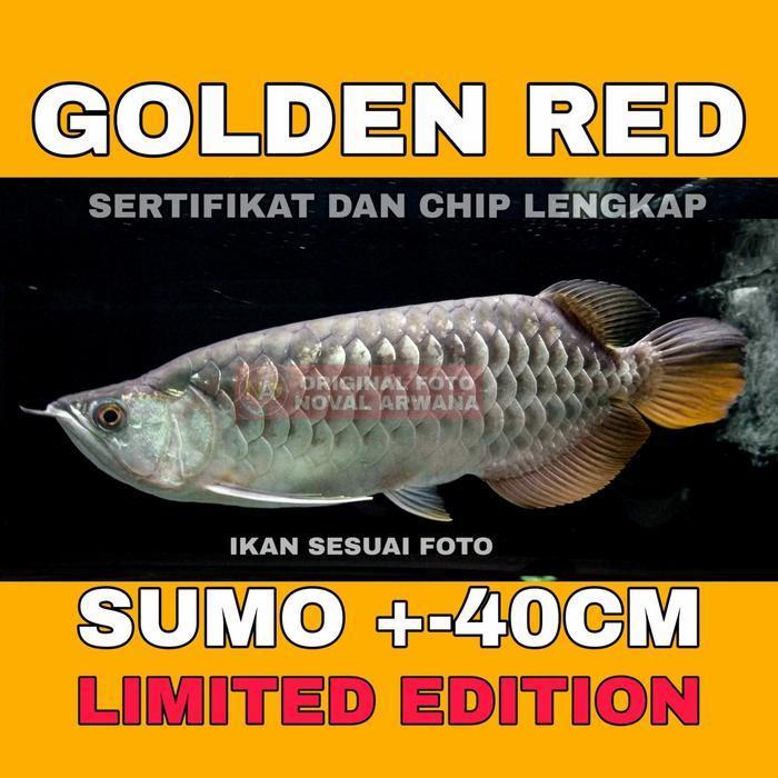 ikan Arwana / Arowana Golden Red Highback / HB +-40CM