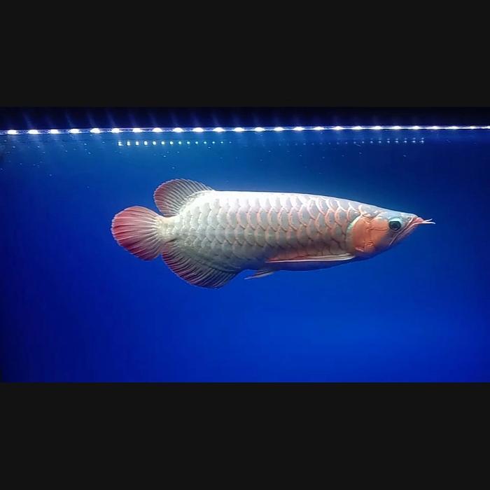 arwana super red