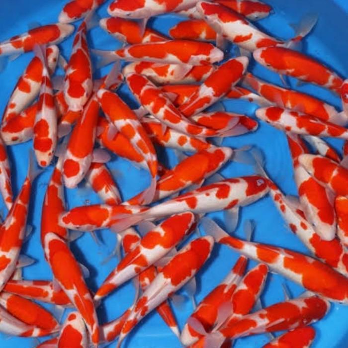 IKAN KOI KOHAKU SANKE UK 30 CM PAKET 10 EKOR BERKUALITAS
