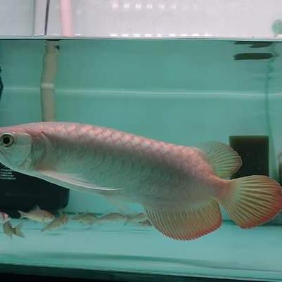 Arowana Super Red 30-35cm
