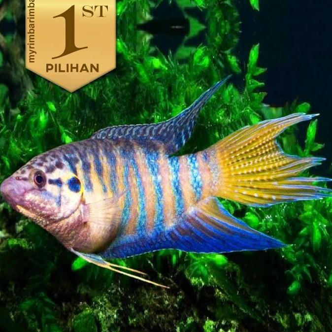 Paket Koloni (isi 10) Sepat Paradise Blue-Yellow Ikan Hias Dekor Aquascape Hiasan Aquarium