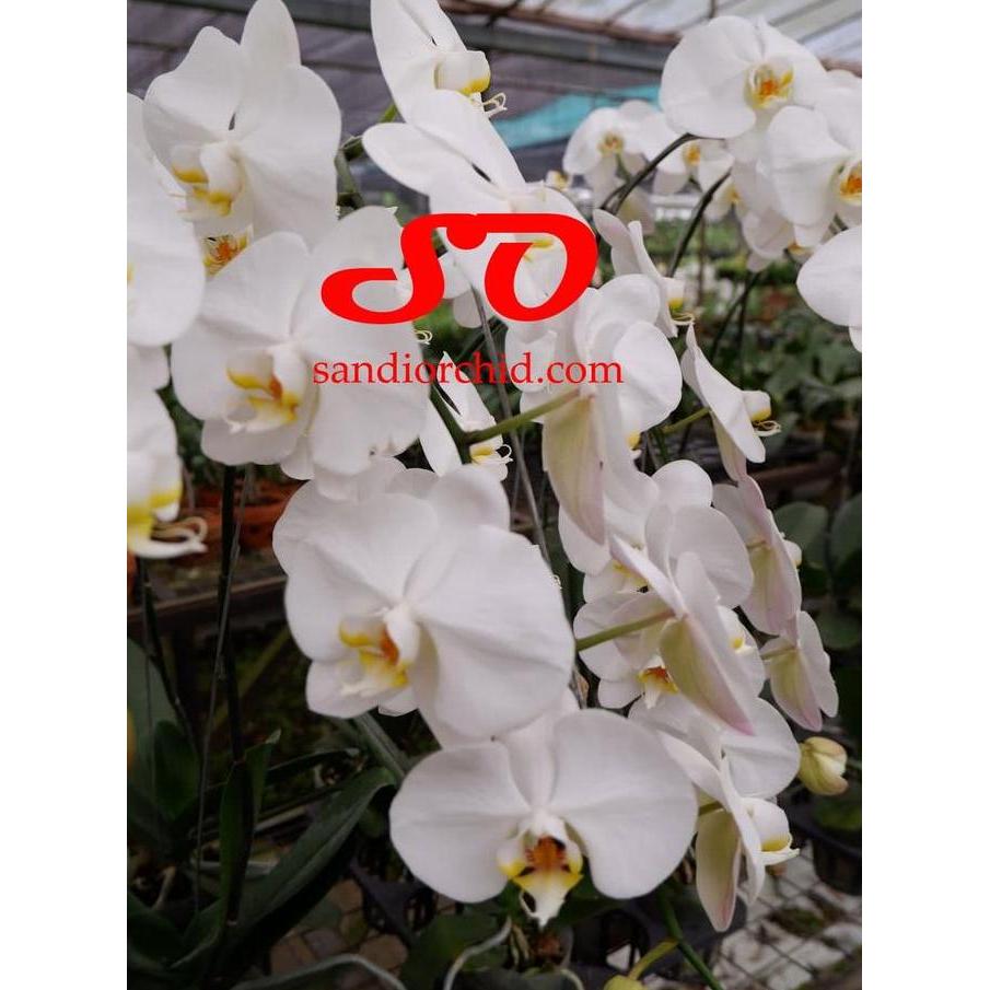 Fiore- Anggrek Bulan Putih Lidah Kuning Pesona Elegan Untuk Rumah Anda