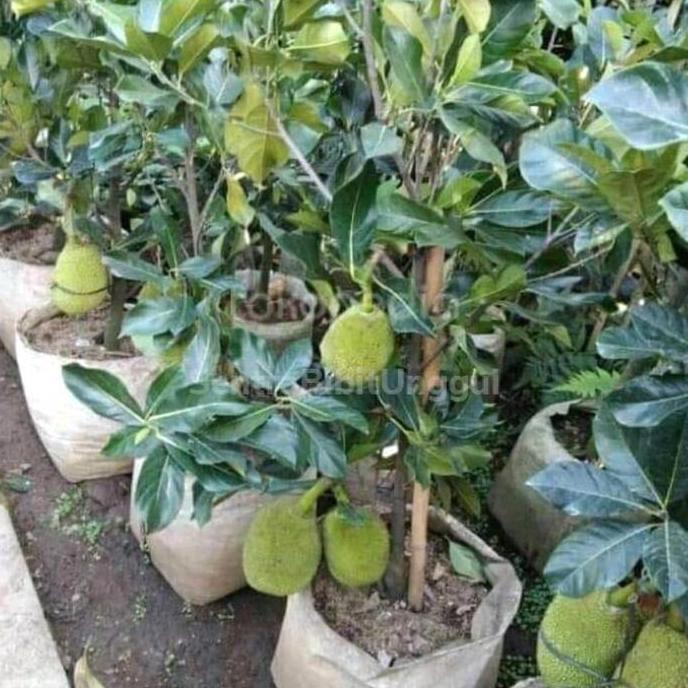 BIBIT NANGKA (MINI, MADU, MERAH, JUMBO) SUPER UNGGUL kopi benih TERJAMI