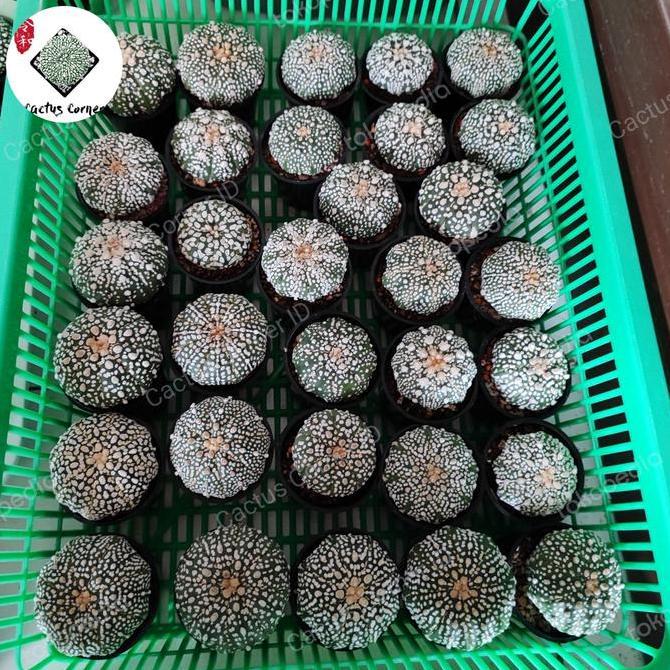 Promo Astrophytum Mix Besar