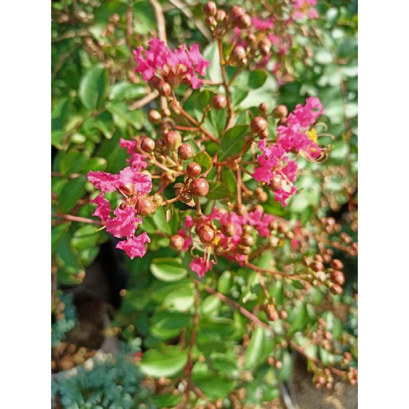 Bibit Pohon Tanaman Hias Pohon Bunga Hidup Sakura Tabebuya Pink