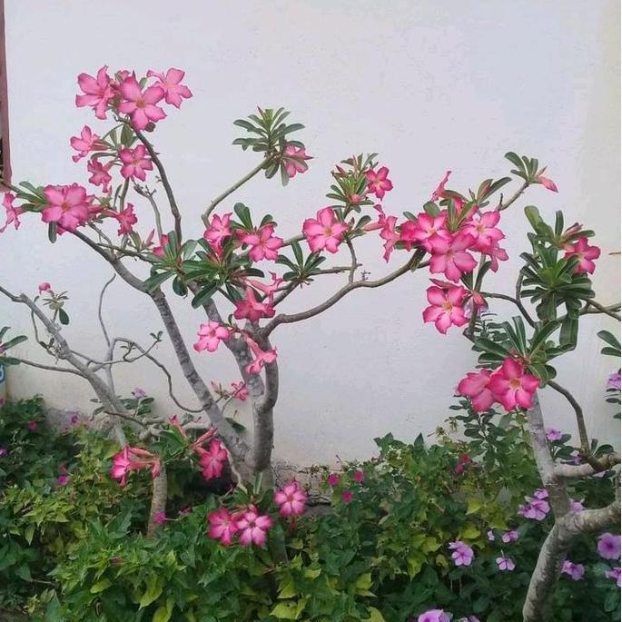 Tanaman Hias Kamboja Jepang Tinggi 90/100cm - Kamboja Bunga TERLARIS|BEST QUALITY|BEST SELLER