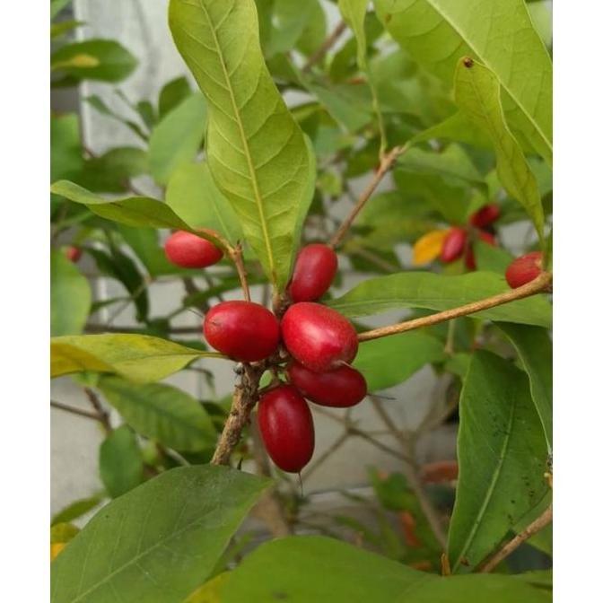 Bibit buah miracle fruit dijamin berbuah berbunga / buah perubah rasa
