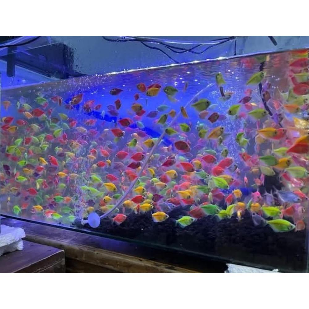 Ikan Hias Glofish 30pcs Bergaransi Free Pakan
