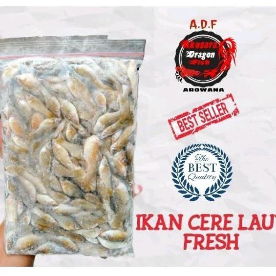 Ikan Cere Laut Beku Pakan Ikan Predator Pakan Ikan Hias Dll 500gr