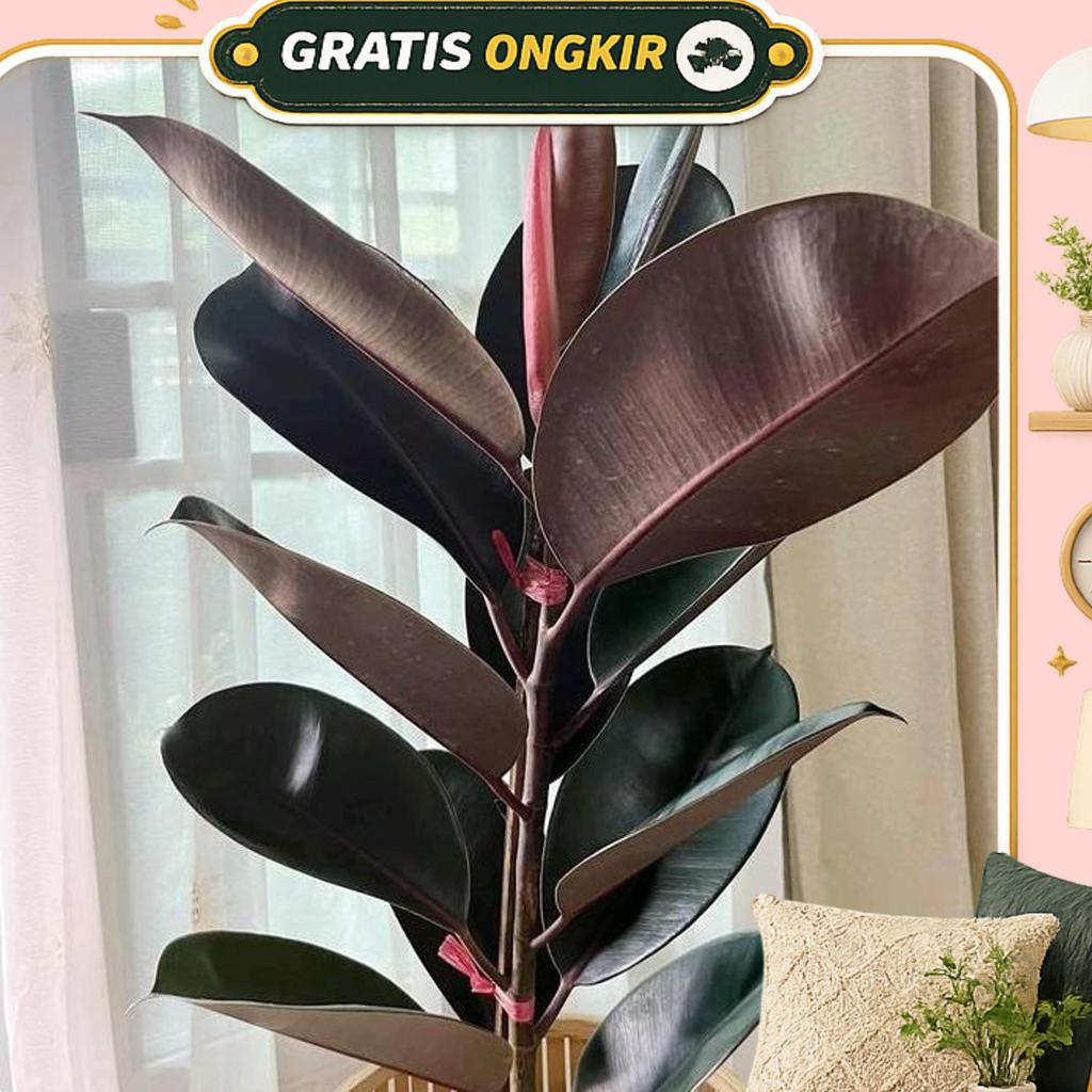 Tanaman Hias Ficus Elastica Burgundy - Tanaman Hidup Karet Kebo Merah Pot
