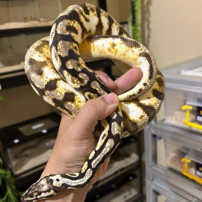 Ball Python Calico 5 Gen Female