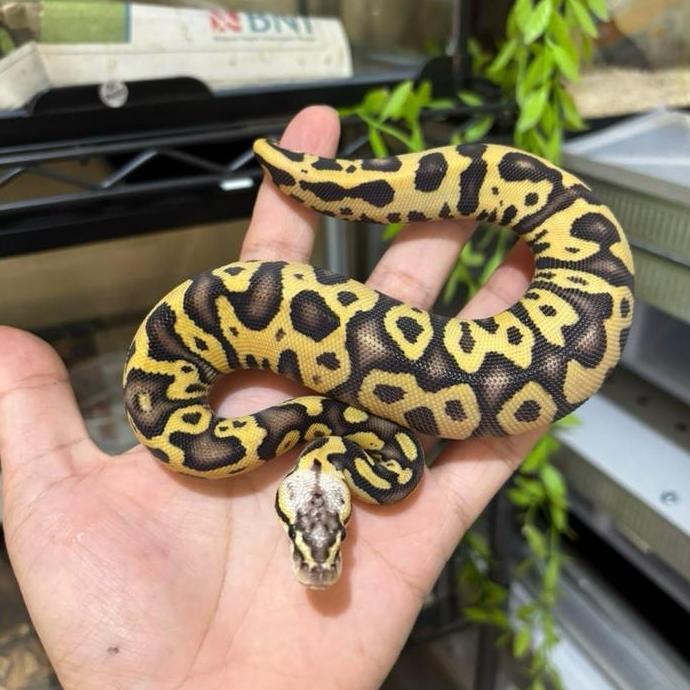 Ball python pastel fire leopard het clown Female Baby