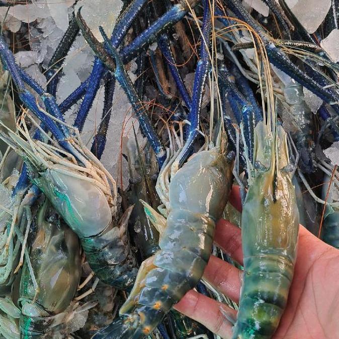 Cibo- Udang Galah Size Jumbo Isi 3-5 Ekor Per Kg