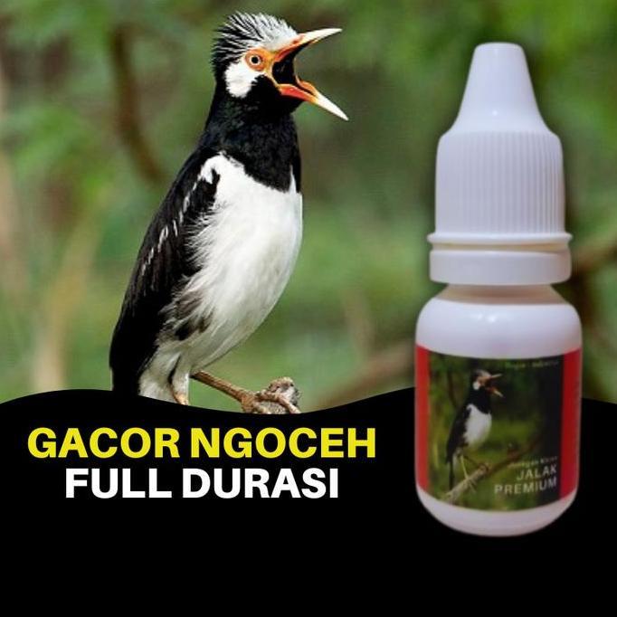 Vitamin Burung Jalak Suren / Jalak Kebo / Jalak Putih / Jalak Bali Premium Gacor Ngoceh Full Durasi 