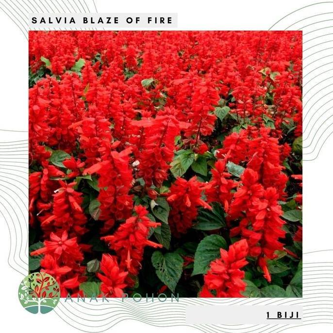 ready Benih Bibit Biji - Salvia Blaze of Fire Red Scarlet Sage (Salvia splendens) Flower Seeds - IMP