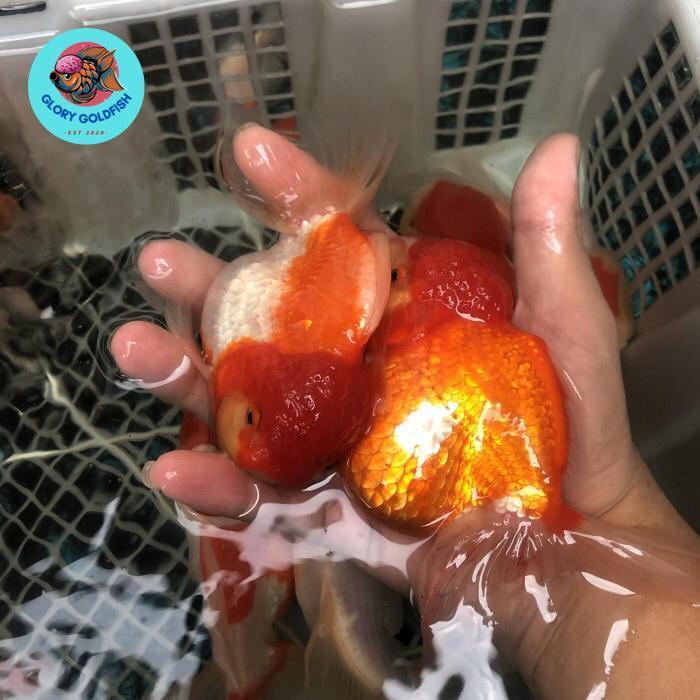 Ikan Hias Mas Koki Oranda Super Quality
